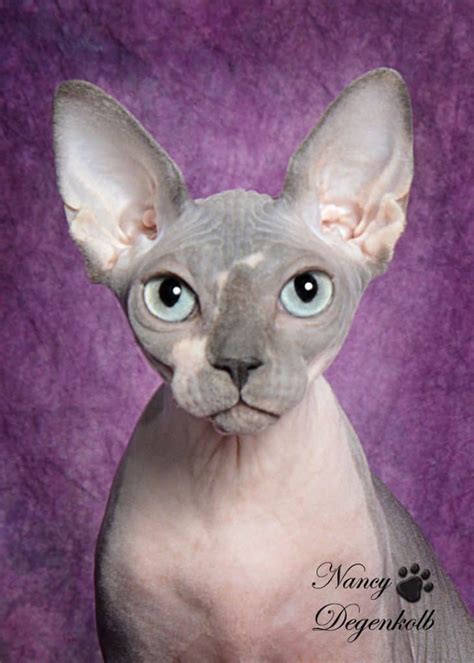 sphynx cat breeders colorado